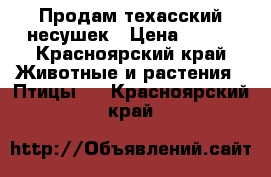 Продам техасский несушек › Цена ­ 250 - Красноярский край Животные и растения » Птицы   . Красноярский край